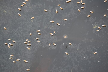 Ephydridae or shore flies. This is a family of insects in the order Diptera. It is tiny flies...