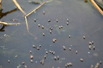 Ephydridae or shore flies. This is a family of insects in the order Diptera. It is tiny flies...