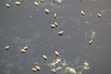 Ephydridae or shore flies. This is a family of insects in the order Diptera. It is tiny flies that can be found near seashores or at smaller inland waters, such as ponds. Brine fly.