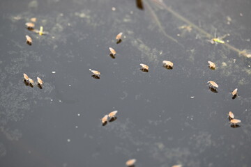 Ephydridae or shore flies. This is a family of insects in the order Diptera. It is tiny flies that can be found near seashores or at smaller inland waters, such as ponds. Brine fly.