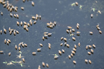 Ephydridae or shore flies. This is a family of insects in the order Diptera. It is tiny flies...