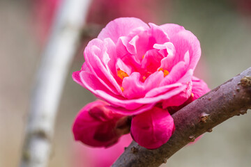 Japanese apricot