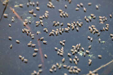 Ephydridae or shore flies. This is a family of insects in the order Diptera. It is tiny flies...