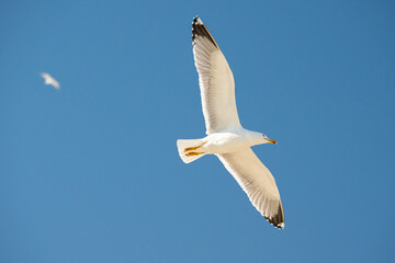 Seagull flying over beach in the Mediterranean