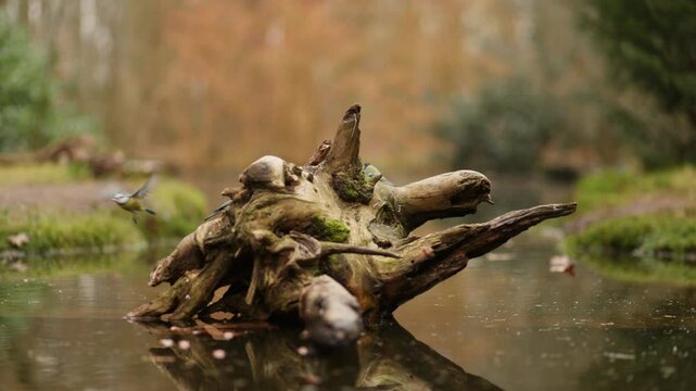 Coal tit and blue tit birds fly from tree stump in calm pond water, slow pan