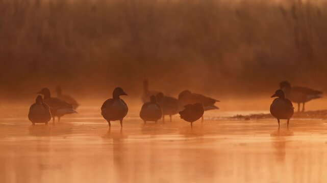 Waterfowl stand in shallows of marsh as eerie mist drifts over water at sunrise