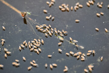 Ephydridae or shore flies. This is a family of insects in the order Diptera. It is tiny flies that can be found near seashores or at smaller inland waters, such as ponds. Brine fly.