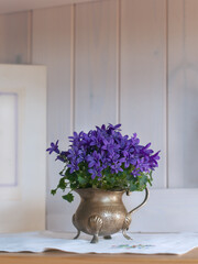 Blüten im Frühjahr, kleine blaue Glockenblumen im Topf auf Board