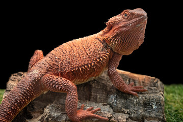 Central bearded dragon (Pogona vitticeps), is a species of agamid lizard. It is increasingly popular as an exotic pet.