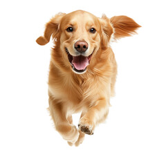 Happy Golden Retriever Running Outdoors with Joyful Expression