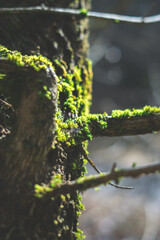 green moss on old tree