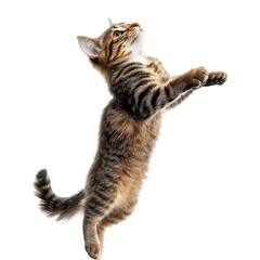 Energetic Tabby Cat Playfully Jumping with Joy in a Bright Setting