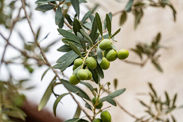 A tree with green leaves and green olives