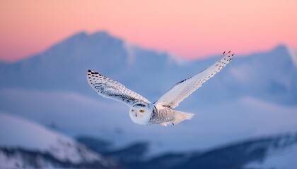 Fototapeta premium A white snow owl with yellow eyes flew over the snow in the morning