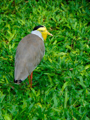 Plover bird of masked lapwing close-up with its yellow facial wattles