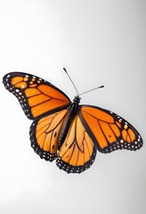 Naklejka premium butterfly on a flower