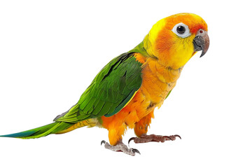 Conure Parrots with Bright Feathers from the Arinae Subfamily Isolated on Transparent Background