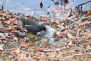 大きなフナの死骸を啄んでいるバン