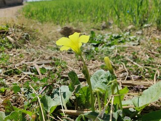 Creeping woodsorrel, Bermuda buttercup or Oxalis corniculata yellow flower
