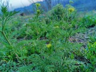 Descurainia sophia or Flixweed green plant
