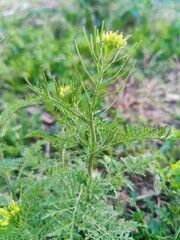 Descurainia sophia or Flixweed green plant

