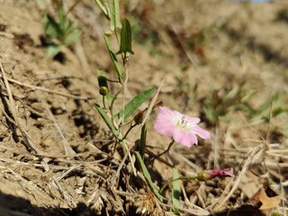 Field bindweed or Convolvulus arvensis
