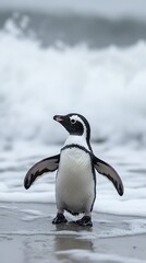 Penguin on beach, waves crashing