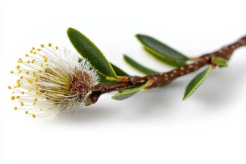 Fototapeta premium A solitary tea tree twig featuring Melaleuca species. 