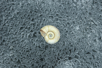 prehistoric shell against the background of the icy texture of Lake Baikal
