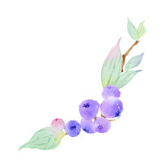 Watercolor Plants Blueberries