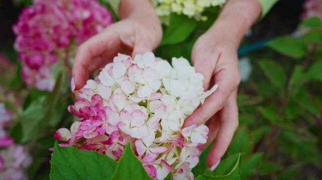 Skilled gardener gently touching and examining delicate hydrangea flowers, carefully checking plant health and growth within lush garden environment