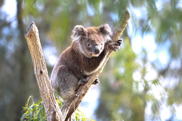 koala in a tree