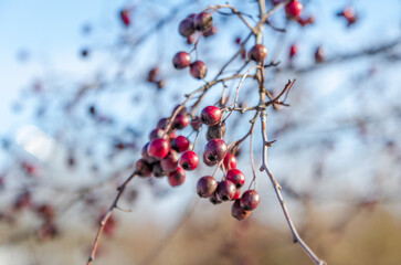 Bright red berries hang on thorny branches in the sunlight. Close-up shot, soft golden light, detailed textures, sharp focus, rural setting, calm mood, natural contrast, simplicity, survival in nature