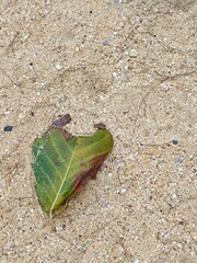 Picture of green leaves on the ground