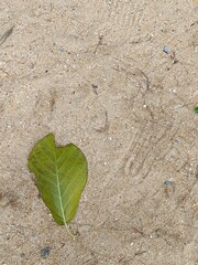 green leaf on the ground