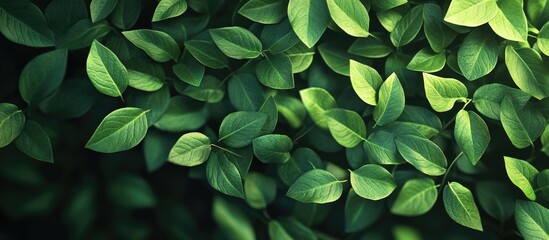 Fototapeta premium Lush green leaves densely layered on a dark background creating a vibrant natural backdrop with varying shades of green and texture.