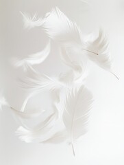 Obraz premium Soft feathers float delicately against a bright white backdrop creating a serene and dreamlike atmosphere in high key photography