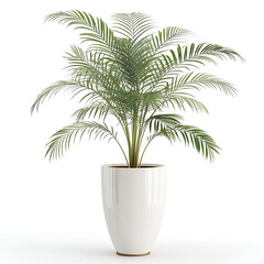 Obraz premium Lush Areca Palm in Tall Glossy White Planter – Elegant Indoor Plant for Home & Office Decor.
