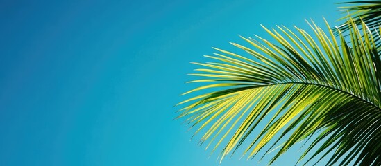 Fototapeta premium Vibrant green palm leaf extending from the bottom left against a clear deep blue sky creating a tropical serene atmosphere.