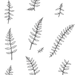 Obraz premium Botanical pattern of Ferns: A seamless pattern featuring detailed illustrations of various fern fronds, offering a timeless and elegant botanical design for textile and graphic applications.