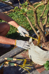 A male gardener with hat working with hoe in a blueberries organic farm.