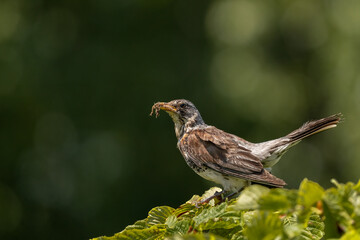 Fototapeta premium A parent fieldfare (Turdus pilaris), at the top of chestnut tree, with many insects in its beak to feed its young. Copy space. Blurred green background. Bokeh