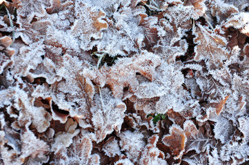 Frost Covered Ground