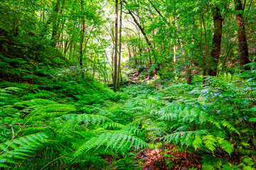 La Palma - Cubo de la Galga