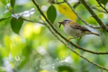 Common firecrest (Regulus ignicapilla), one of the smallest birds of Europe, perching on a tree branch with a beak full of insects for his young 