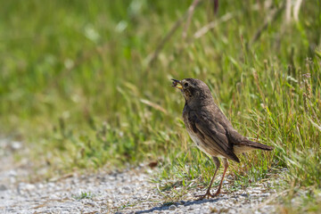 Obraz premium Female bluethroat (Luscinia svecica) with food for its young in the beak. Copy space