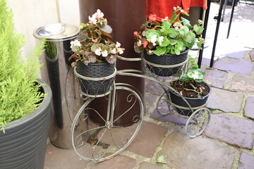 White flowers with green leaves in black pots stand on an iron gray stand in the form of a tricycle...