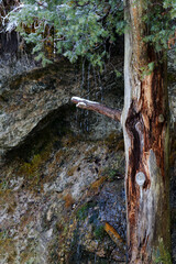 A tree trunk stands against a mossy rock face, with dripping water and evergreen branches, capturing a close-up of nature's textures in a damp, shaded environment.
