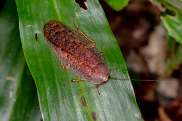 Giant Cockroach (Rhabdoblatta sp.) - Fascinating Tropical Insect