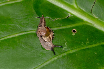 Black-tasselled Semi-Slug Fastosarion papillosus - Rare Australian Mollusk